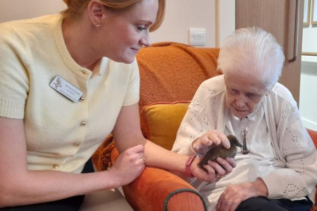 Ducklings Delight Residents at Kelvinside Manor